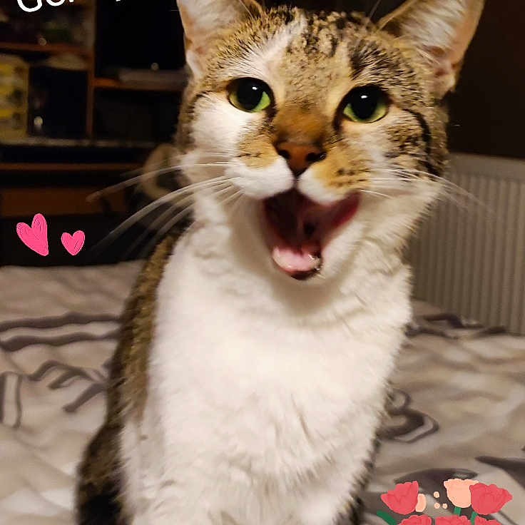 Genny participe au concours pour gagner de l'argent avec cette photo : abyssinian, animal, bodypart, cat, cream, cushion, dessert, face, food, furniture, head, homedecor, icing, kitten, manx, mouth, person, pet, photography, portrait