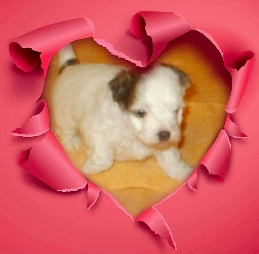 Genna a rejoint le concours — aidez-le/la à gagner de superbes lots ! canidae, carnivore, comfort, companion_dog, dog, dog_bed, dog_breed, dog_supply, fawn, fur, linens, magenta, non_sporting_group, pet_supply, petal, pink, sporting_group, toy, toy_dog, working_animal