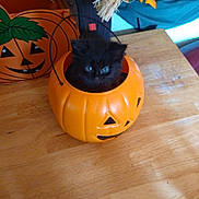 Willow is registered to the contest to win money with this photo: animal, background, black_cat, blue_eyes, container, cute, decor, face, feline, halloween, holiday, indoor, kitten, orange, pet, pumpkin, sitting, small, table, wooden_table