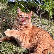 Rusty joined the competition — help win amazing prizes! cat, orange_cat, outdoor, grass, pine_branches, nature, animal, pet, feline, whiskers, tongue_out, fluffy, cute, relaxed, paw, playful, closeup, sunlight, wildlife, tree