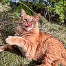 cat, orange_cat, outdoor, grass, pine_branches, nature, animal, pet, feline, whiskers, tongue_out, fluffy, cute, relaxed, paw, playful, closeup, sunlight, wildlife, tree