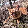 Rusty joined the competition — help win amazing prizes! cat, ginger_cat, outdoor, grass, twig, animal, nature, daylight, closeup, whiskers, fangs, face, pet, lying_down, wild, dry_leaves, forest, playful, expression, fur