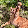 Rusty is registered to the contest to win money with this photo: cat, ginger_cat, paw, grass, outdoor, nature, playful, greenery, pine_branches, sunlight, animal, pet, feline, fur, whiskers, eyes, mouth, wildlife, close_up, daylight