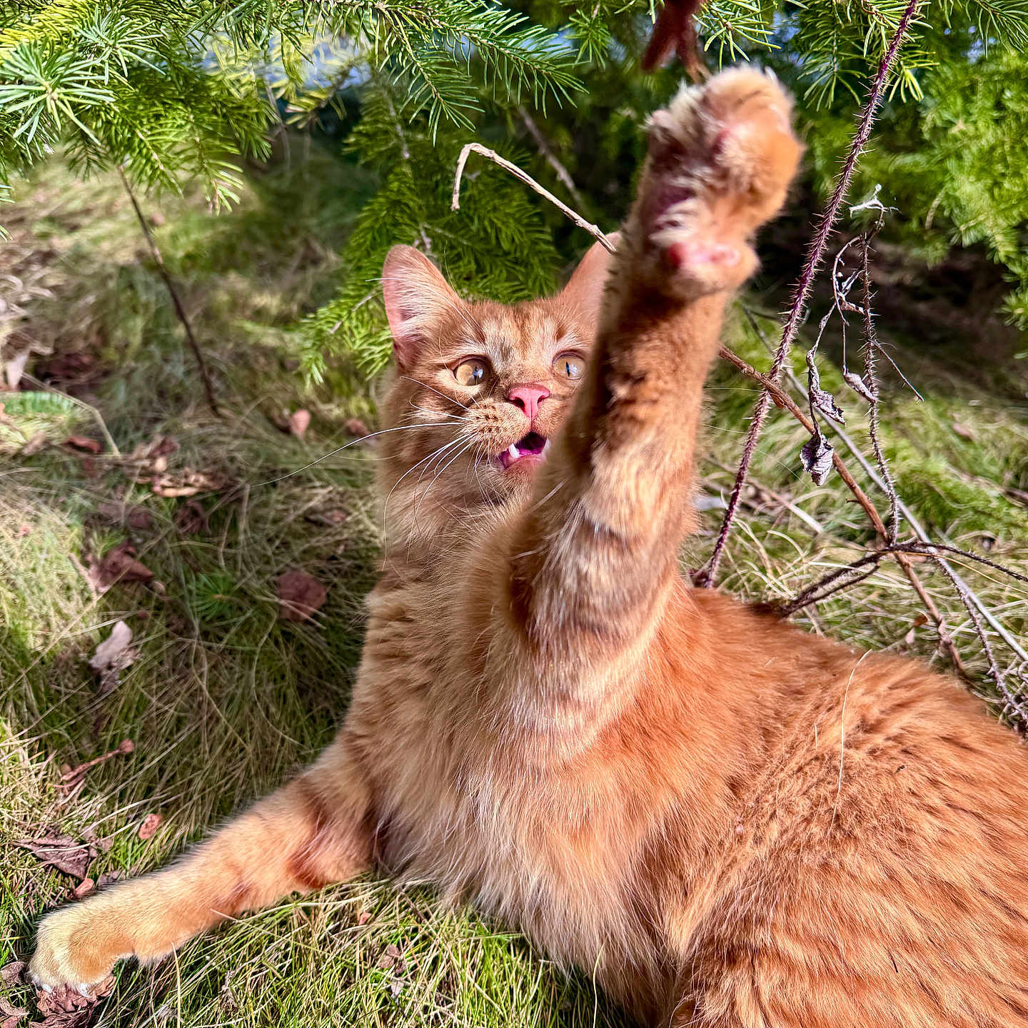 Rusty is registered to the contest to win money with this photo: cat, ginger_cat, paw, grass, outdoor, nature, playful, greenery, pine_branches, sunlight, animal, pet, feline, fur, whiskers, eyes, mouth, wildlife, close_up, daylight