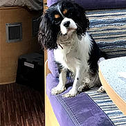 Vicky a rejoint le concours — aidez-le/la à gagner de superbes lots ! animal, bench, black_white_brown, cavalier_king_charles_spaniel, companion, cozy, curious, cute, dog, domestic, furniture, head_tilt, indoor, patterned_fabric, pet, purple_cushion, relaxed, seat, small_dog, wooden_floor