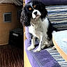 animal, bench, black_white_brown, cavalier_king_charles_spaniel, companion, cozy, curious, cute, dog, domestic, furniture, head_tilt, indoor, patterned_fabric, pet, purple_cushion, relaxed, seat, small_dog, wooden_floor