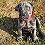puppy, dog, gray_fur, blue_eyes, red_collar, grass, dirt, outdoor, sunlight, shadow, pet, animal, cute, young_dog, sitting, nature, canine, fur, portrait, attention