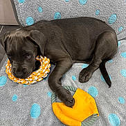 Amaya participe au concours pour gagner de l'argent avec cette photo : puppy, dog, toy, blanket, polka_dots, playful, chewing, paw, gray, orange, yellow, cute, pet, indoor, resting, young_dog, fabric, floor, curious, animal