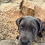 puppy, dog, close_up, blue_eyes, gray_fur, outdoor, nature, wood_chips, tree_stump, curious, pet, young, animal, canine, muzzle, ears, snout, portrait, cute, looking_up