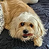 animal, blanket, chewing, companion, cozy, cute, dog, expression, face, fluffy, fur, indoor, light_brown, lying_down, pet, playful, relaxed, small_dog, treat, white