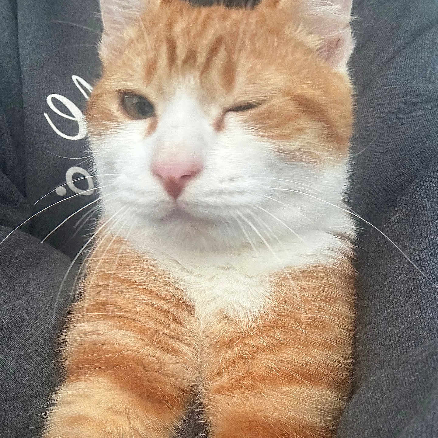 Tigger joined the competition — help win amazing prizes! animal, cat, close_up, clothing, cute, domestic_cat, feline, fluffy, hoodie, indoor, mammal, orange_cat, paws, person_holding, pet, portrait, soft_fur, whiskers, white_fur, winking