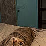 Vanille a rejoint le concours — aidez-le/la à gagner de superbes lots ! cat, tabby, bed, bedspread, striped, indoor, pet, animal, feline, curious, lying_down, upside_down, whiskers, ears, eyes, nose, cozy, room, door, wall