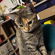 Vanille a rejoint le concours — aidez-le/la à gagner de superbes lots ! cat, tabby, kitten, curious, table, kitchen, indoor, furniture, appliances, utensils, plastic, food, bread, sitting, fur, whiskers, ears, eyes, domestic, pet