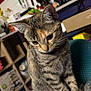 cat, tabby, kitten, curious, table, kitchen, indoor, furniture, appliances, utensils, plastic, food, bread, sitting, fur, whiskers, ears, eyes, domestic, pet