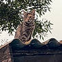 Vanille participe au concours pour gagner de l'argent avec cette photo : cat, tabby, rooftop, tree, leaves, outdoor, animal, pet, alert, nature, sky, fur, whiskers, ears, mammal, curious, building, daylight, wildlife, perched