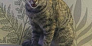 Vanille participe au concours pour gagner de l'argent avec cette photo : cat, tabby, pet, animal, sitting, indoor, leaf_pattern, wall, fur, whiskers, ears, paws, cute, playful, expression, eyes, mouth, striped, feline, domestic