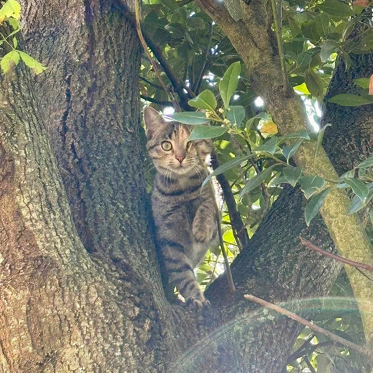 Vanille participe au concours pour gagner de l'argent avec cette photo : alert, animal, branch, cat, climbing, closeup, curious, daylight, fur, greenery, leaves, mammal, nature, outdoor, pet, sunlight, tabby_cat, tree, whiskers, wildlife