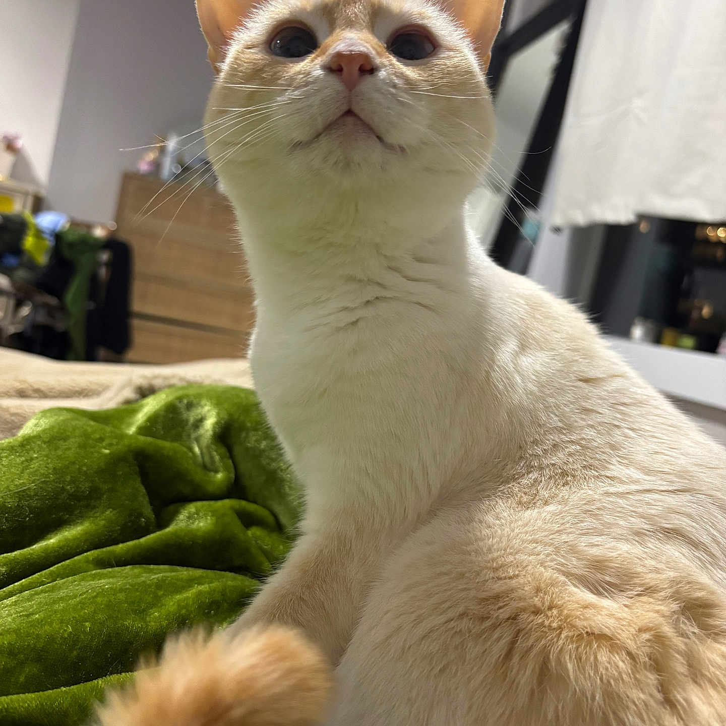 Lychee is registered to the contest to win money with this photo: animal, bedroom, blanket, cat, close_up, cozy, cream_colored, curious, curtain, domestic_cat, furniture, indoor, looking_up, mirror, pet, relaxed, soft_fur, tail, whiskers, window