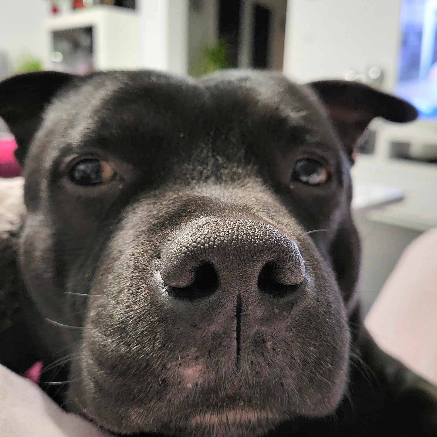 Marley participe au concours pour gagner de l'argent avec cette photo : animal, black_dog, blanket, blurred_background, close_up, companion, cozy, curious_eyes, dog, domestic, ears, face, fur, furniture, indoor, living_room, nose, pet, resting, snout