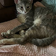 Hera joined the competition — help win amazing prizes! cat, gray_tabby, pet, animal, feline, relaxing, blanket, pink, texture, indoor, cozy, fur, whiskers, tail, paw, collar, resting, cute, home, comfort