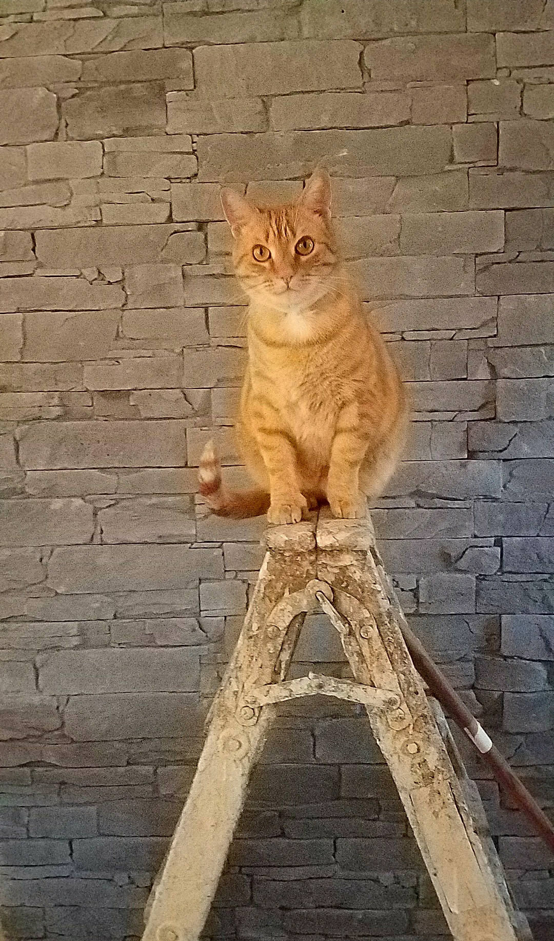 Babouche participe au concours pour gagner de l'argent avec cette photo : art, brick, brickwork, carnivore, cat, domestic_short_haired_cat, door, fawn, felidae, fur, gesture, paw, small_to_medium_sized_cats, snout, tail, tree, wall, whiskers, window, wood