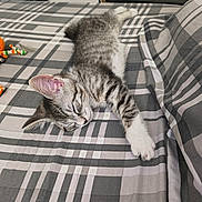 Milo joined the competition — help win amazing prizes! cat, kitten, sleeping, tabby, pet, animal, bed, bedroom, blanket, plaid, paw, fur, whiskers, ears, relaxed, indoors, toys, cuddly, gray, white