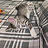 cat, kitten, sleeping, tabby, pet, animal, bed, bedroom, blanket, plaid, paw, fur, whiskers, ears, relaxed, indoors, toys, cuddly, gray, white