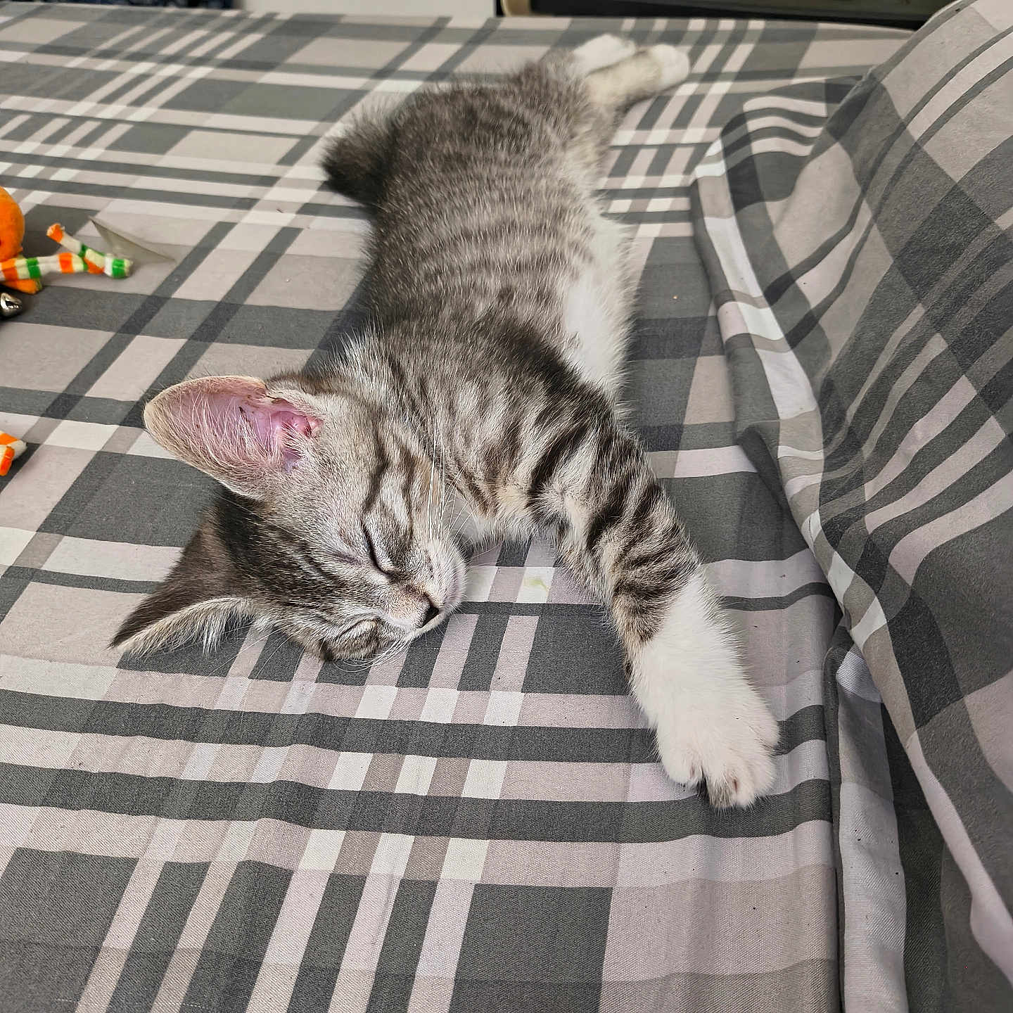 Milo