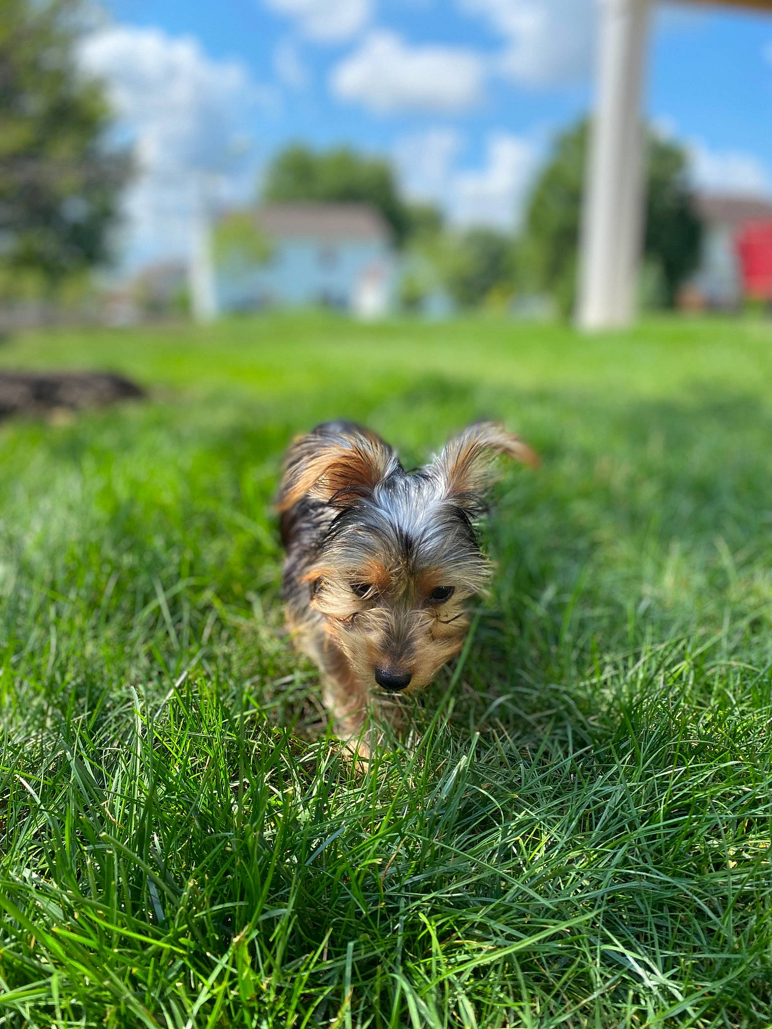 Wrigley joined the competition — help win amazing prizes! canidae, carnivore, cloud, companion_dog, dog, dog_breed, fawn, grass, grass_family, grassland, green, plant, sky, small_terrier, sporting_group, terrier, toy_dog, tree, yorkipoo, yorkshire_terrier