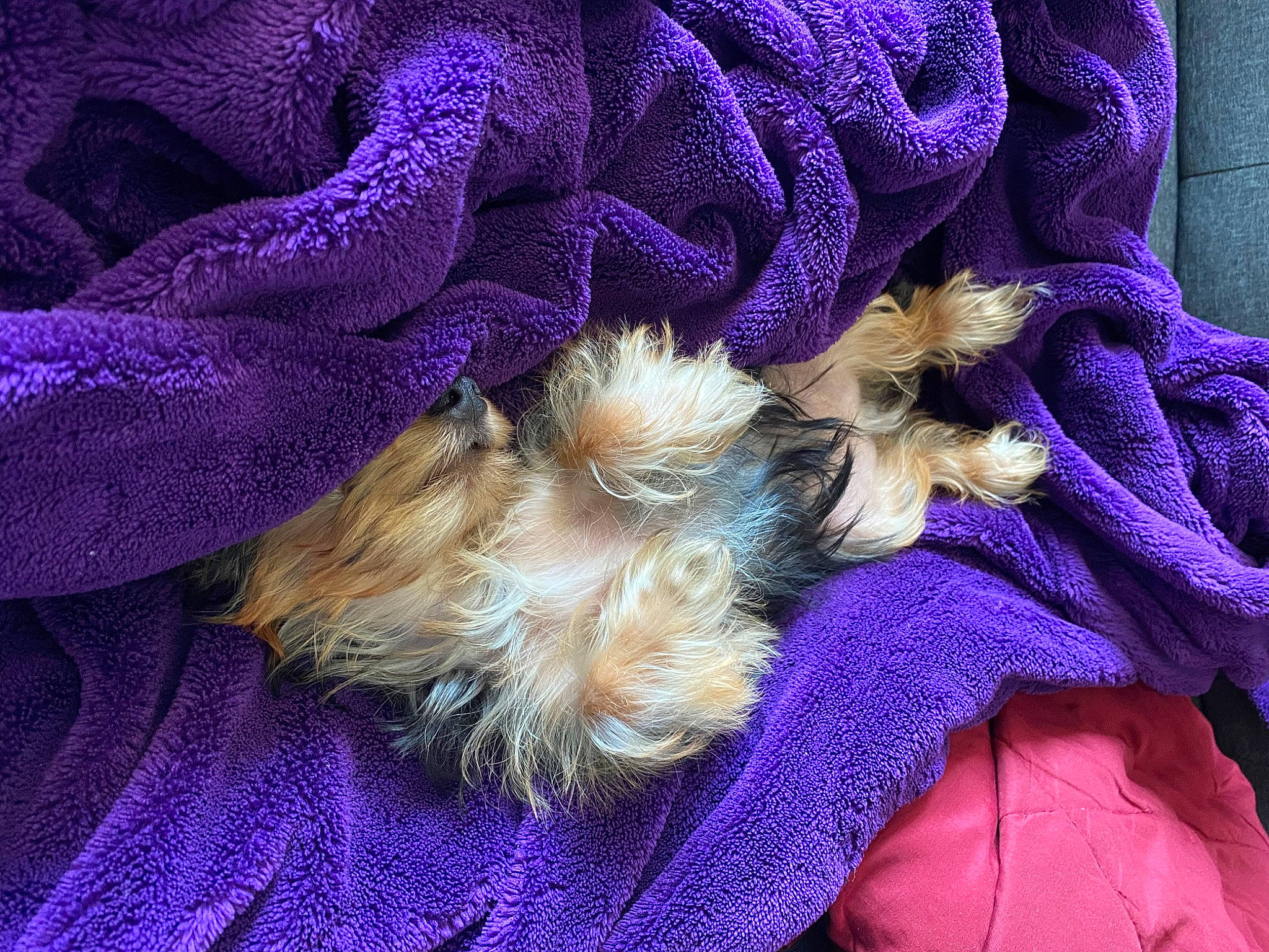 Wrigley is registered to the contest to win money with this photo: companion_dog, dog, dog_breed, dog_collar, dog_supply, electric_blue, fashion_accessory, fiber, fur, liver, magenta, pattern, pet_supply, purple, tail, toy_dog, violet, wool, woolen, woven_fabric