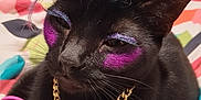 Mavis is registered to the contest to win money with this photo: cat, black_cat, colorful_wig, mohawk, glitter, makeup, purple_eyeshadow, pink_cheeks, gold_chain, dollar_sign_pendant, bracelets, rainbow_colors, bed, blanket, indoor, pet, animal, cute, portrait, fashion