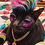 cat, black_cat, colorful_wig, mohawk, glitter, makeup, purple_eyeshadow, pink_cheeks, gold_chain, dollar_sign_pendant, bracelets, rainbow_colors, bed, blanket, indoor, pet, animal, cute, portrait, fashion