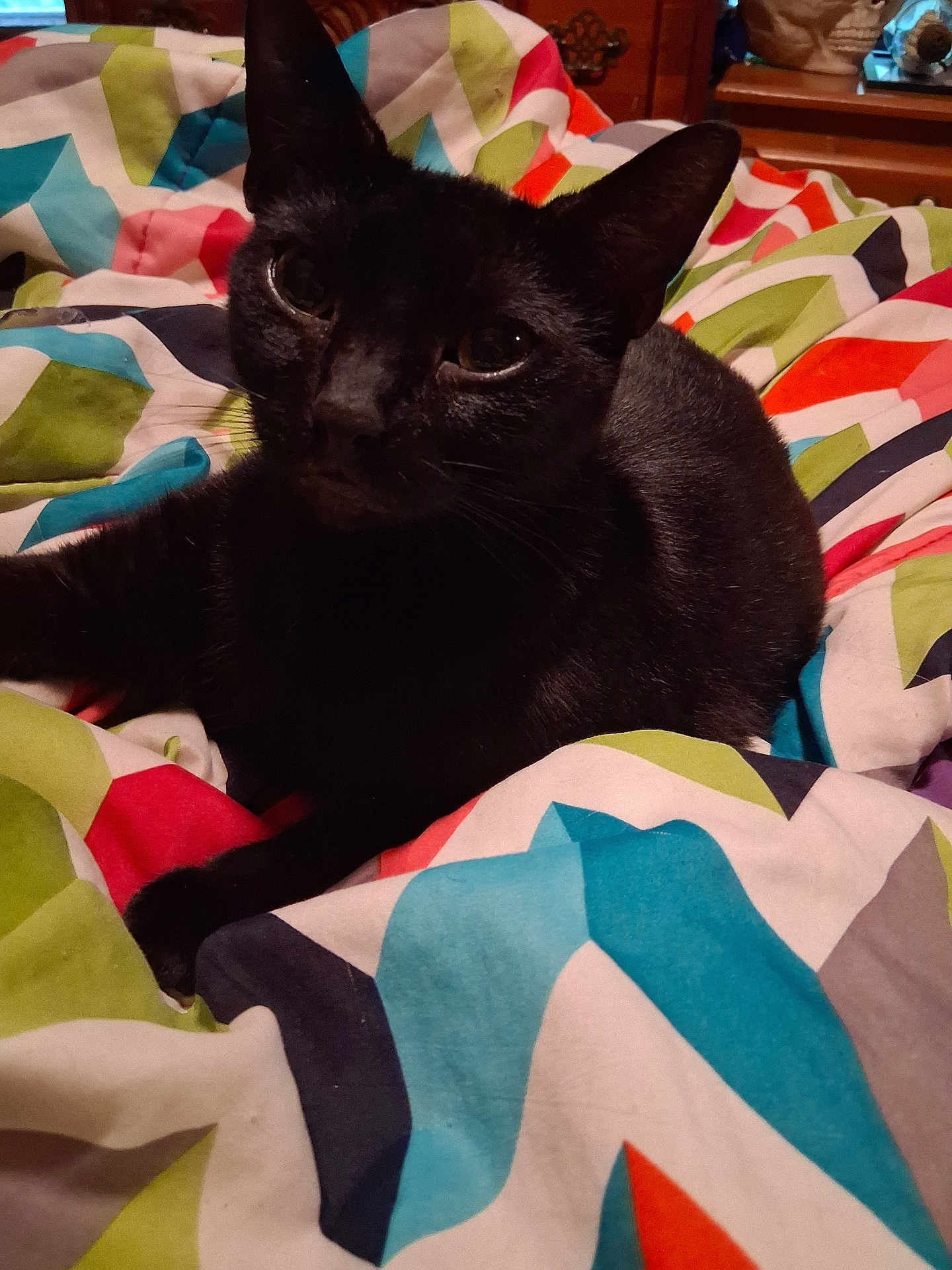 Mavis joined the competition — help win amazing prizes! cat, black_cat, pet, animal, indoor, blanket, colorful, pattern, geometric_pattern, furniture, cozy, relaxed, fur, whiskers, bedroom, comfort, resting, cute, domestic_cat, closeup