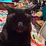 Mavis joined the competition — help win amazing prizes! black_cat, cat, pet, indoor, close_up, animal, feline, bed, blanket, patterned_blanket, unimpressed_expression, whiskers, ears, fur, cluttered_room, toys, colorful, furniture, fan, box