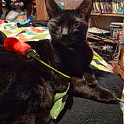 Mavis joined the competition — help win amazing prizes! black_cat, rose, flower, bed, blanket, indoor, furniture, bookshelf, book, wood_paneling, pet, animal, cozy, resting, cute, domestic, mammal, home, colorful, relaxed