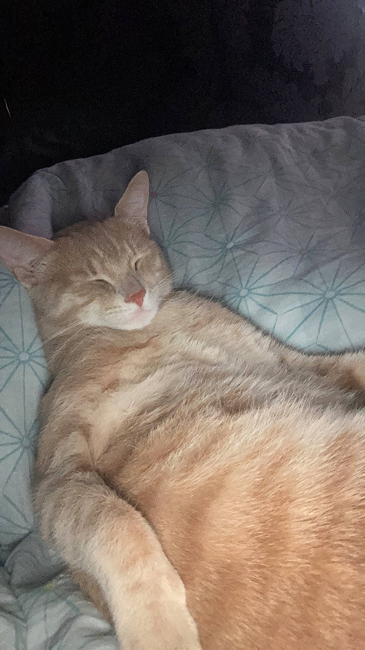 Lokum participe au concours pour gagner de l'argent avec cette photo : bed, carnivore, cat, claw, comfort, domestic_short_haired_cat, fawn, felidae, fur, grey, nap, paw, small_to_medium_sized_cats, snout, tail, terrestrial_animal, whiskers, wood