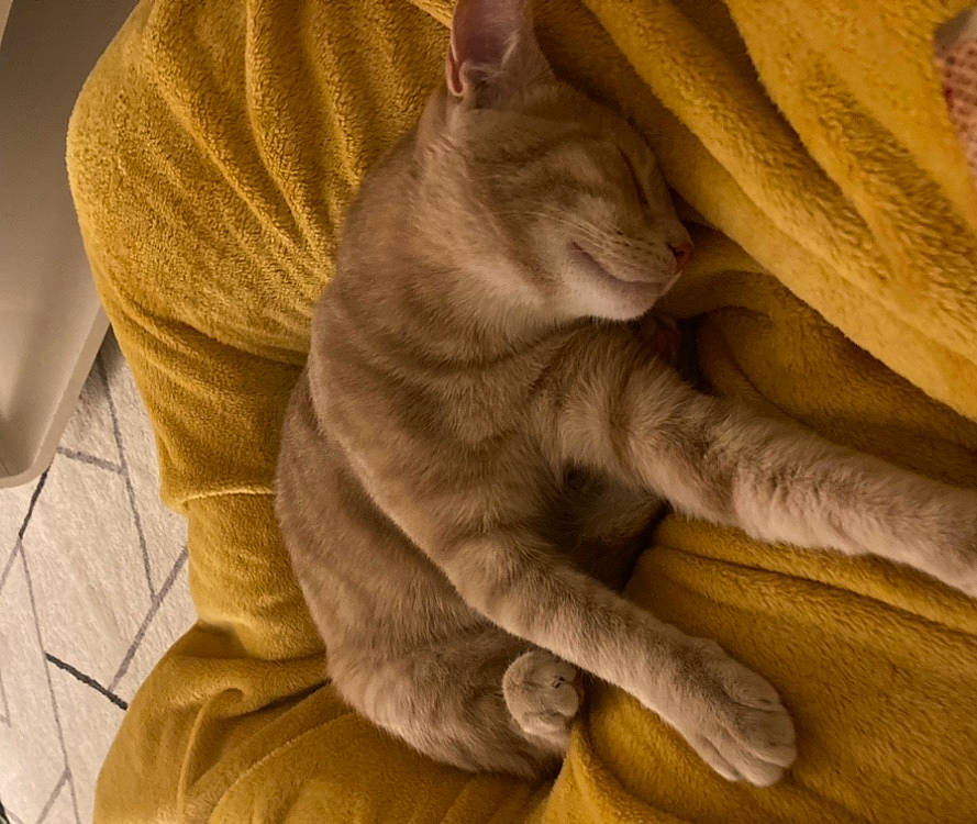 Lokum participe au concours pour gagner de l'argent avec cette photo : carnivore, cat, claw, comfort, domestic_short_haired_cat, fawn, felidae, fur, grey, human_leg, linens, paw, small_to_medium_sized_cats, snout, tail, terrestrial_animal, textile, whiskers, wood, wrinkle