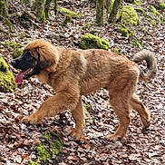 Pacha a rejoint le concours — aidez-le/la à gagner de superbes lots ! dog, canine, animal, forest, outdoor, nature, moss, leaves, walking, happy, tongue_out, fur, paw, tree, woods, pet, mammal, brown_fur, playful, exploring