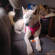 Haru Trahan joined the competition — help win amazing prizes! blanket, canine, couch, cozy, dog, domestic_animal, fan, fur, furniture, household, indoor, living_room, paw, pet, pet_harness, relaxed, resting, tail, toy, white_dog