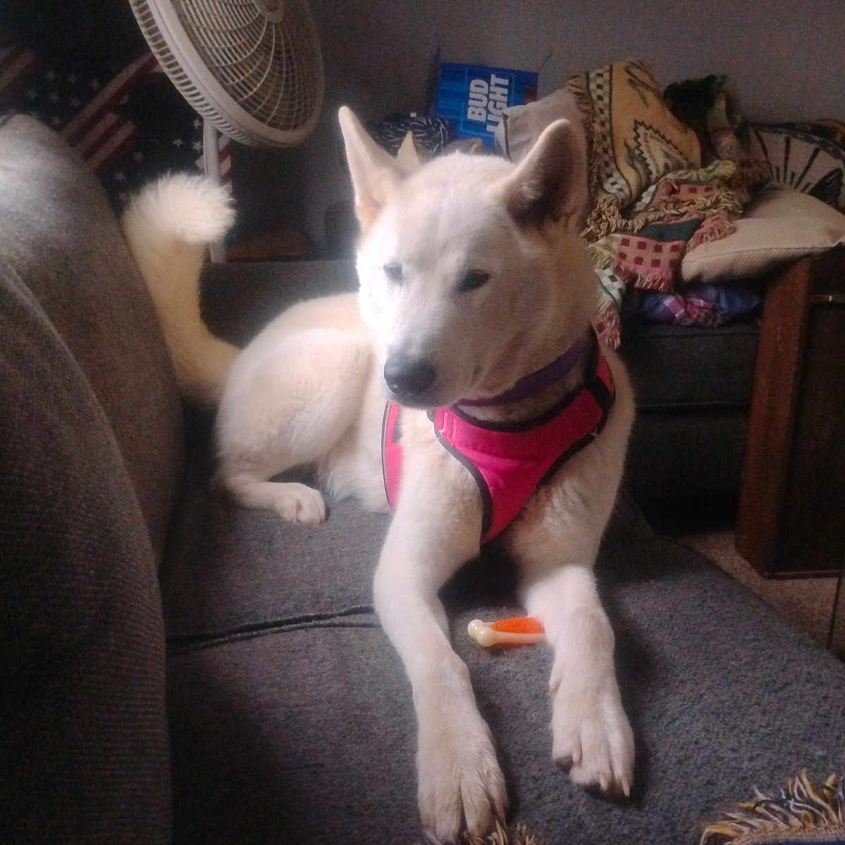 Haru Trahan joined the competition — help win amazing prizes! blanket, canine, couch, cozy, dog, domestic_animal, fan, fur, furniture, household, indoor, living_room, paw, pet, pet_harness, relaxed, resting, tail, toy, white_dog