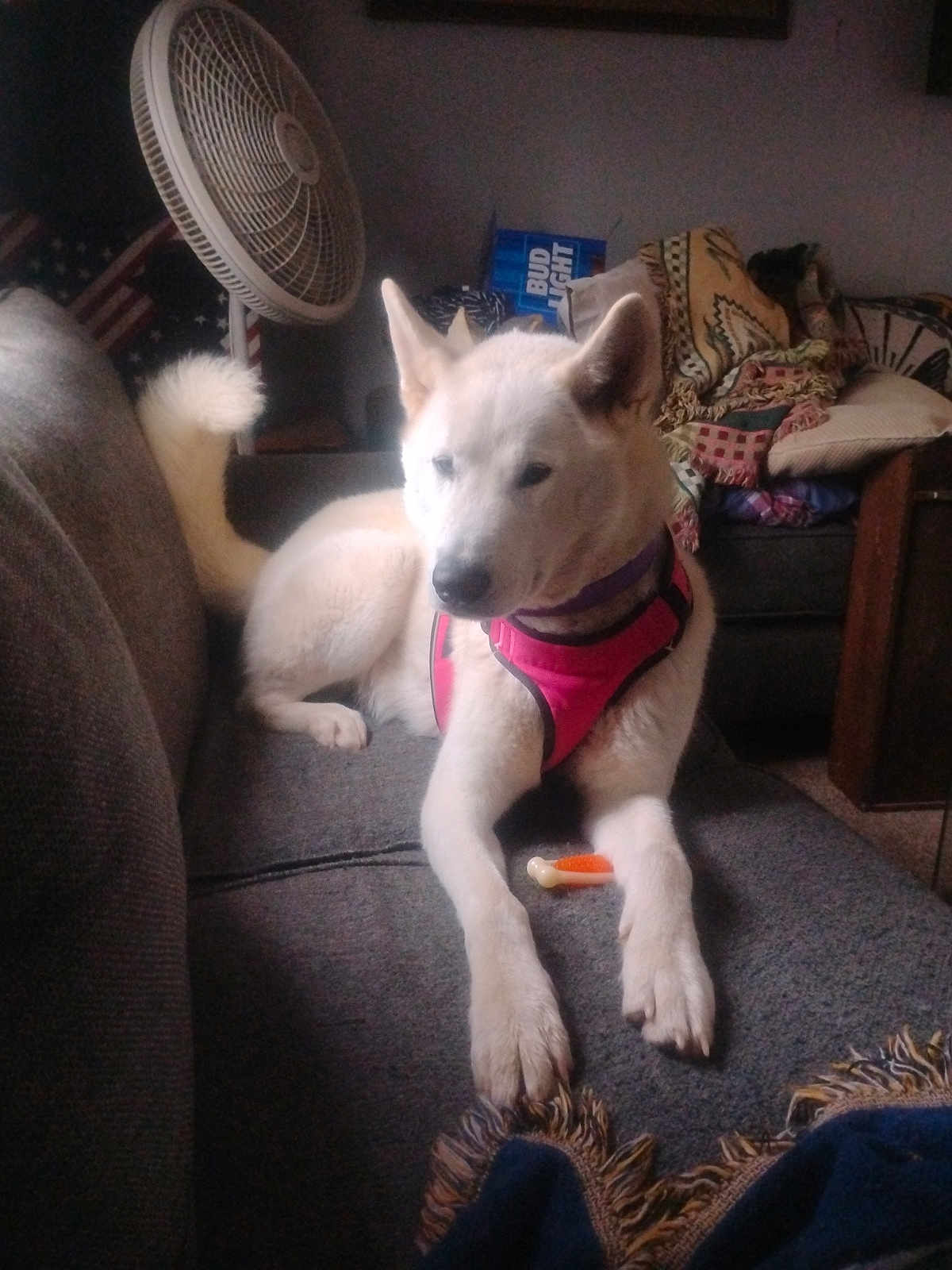 Haru Trahan joined the competition — help win amazing prizes! blanket, canine, couch, cozy, dog, domestic_animal, fan, fur, furniture, household, indoor, living_room, paw, pet, pet_harness, relaxed, resting, tail, toy, white_dog