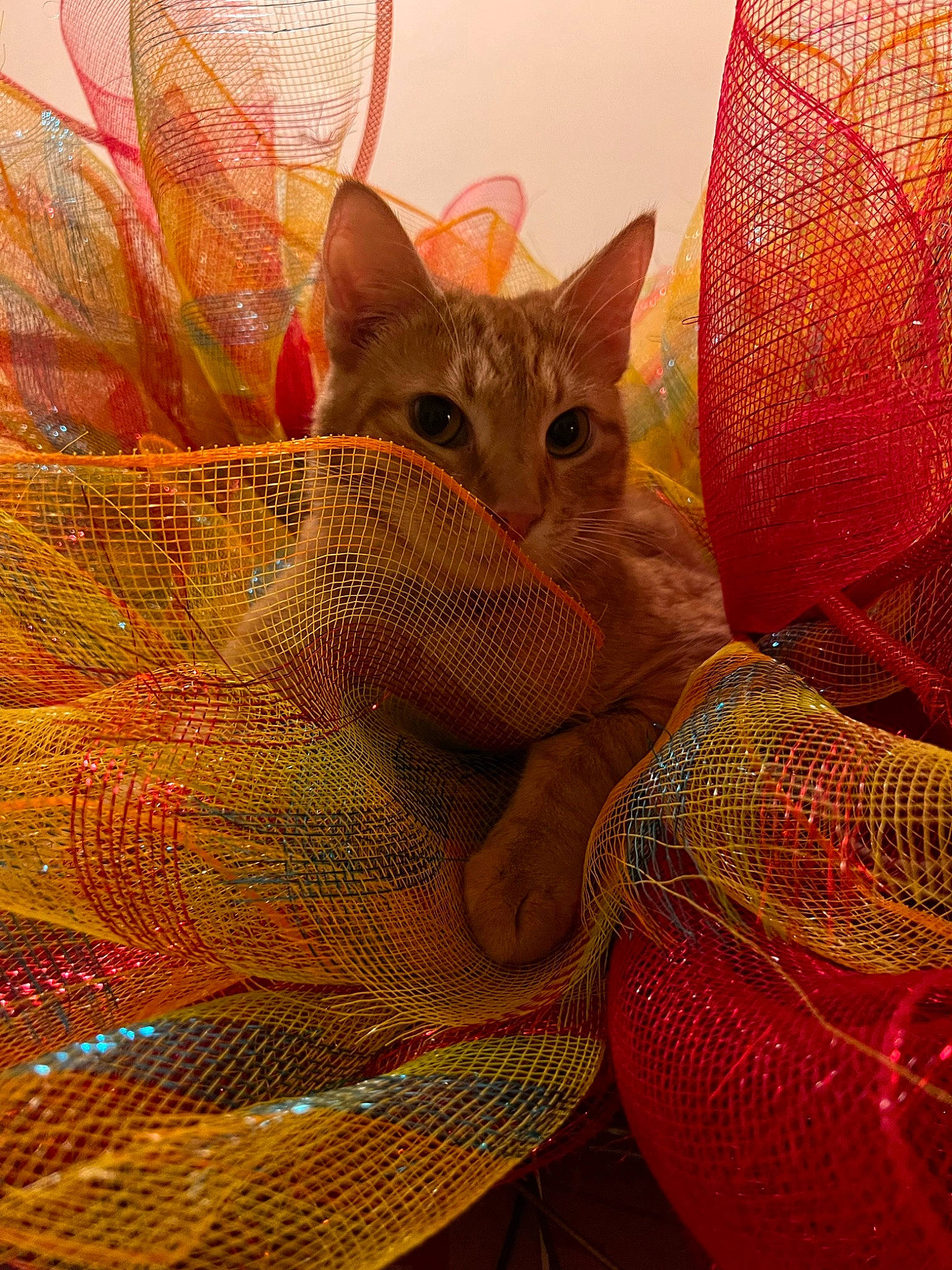 Kyle is registered to the contest to win money with this photo: art, carnivore, cat, domestic_short_haired_cat, fawn, felidae, fur, illustration, linens, magenta, organism, pattern, peach, small_to_medium_sized_cats, snout, tail, terrestrial_animal, visual_arts, whiskers, wildlife