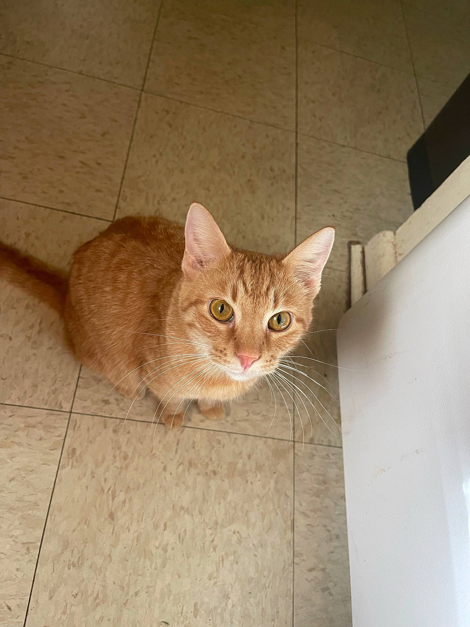 Kyle joined the competition — help win amazing prizes! beige, box, carnivore, cat, ceiling, domestic_short_haired_cat, eye, fawn, felidae, flooring, fur, hardwood, plywood, small_to_medium_sized_cats, snout, tail, terrestrial_animal, tile, whiskers, wood