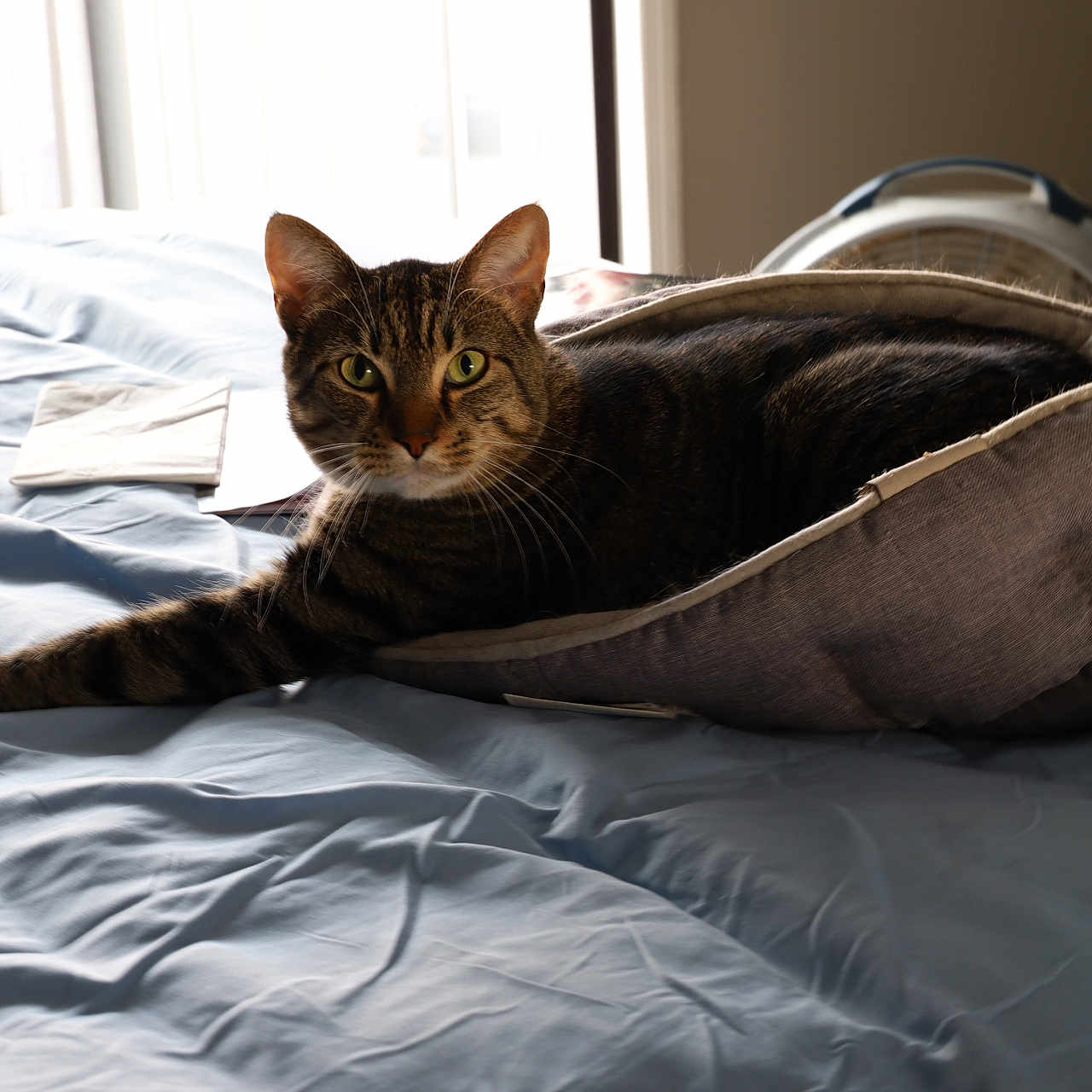 Smokey joined the competition — help win amazing prizes! animal, bed, cat, comfortable, cozy, curious, domestic, feline, fur, green_eyes, indoor, light, looking, pet_bed, relaxed, resting, soft, tabby_cat, whiskers, window