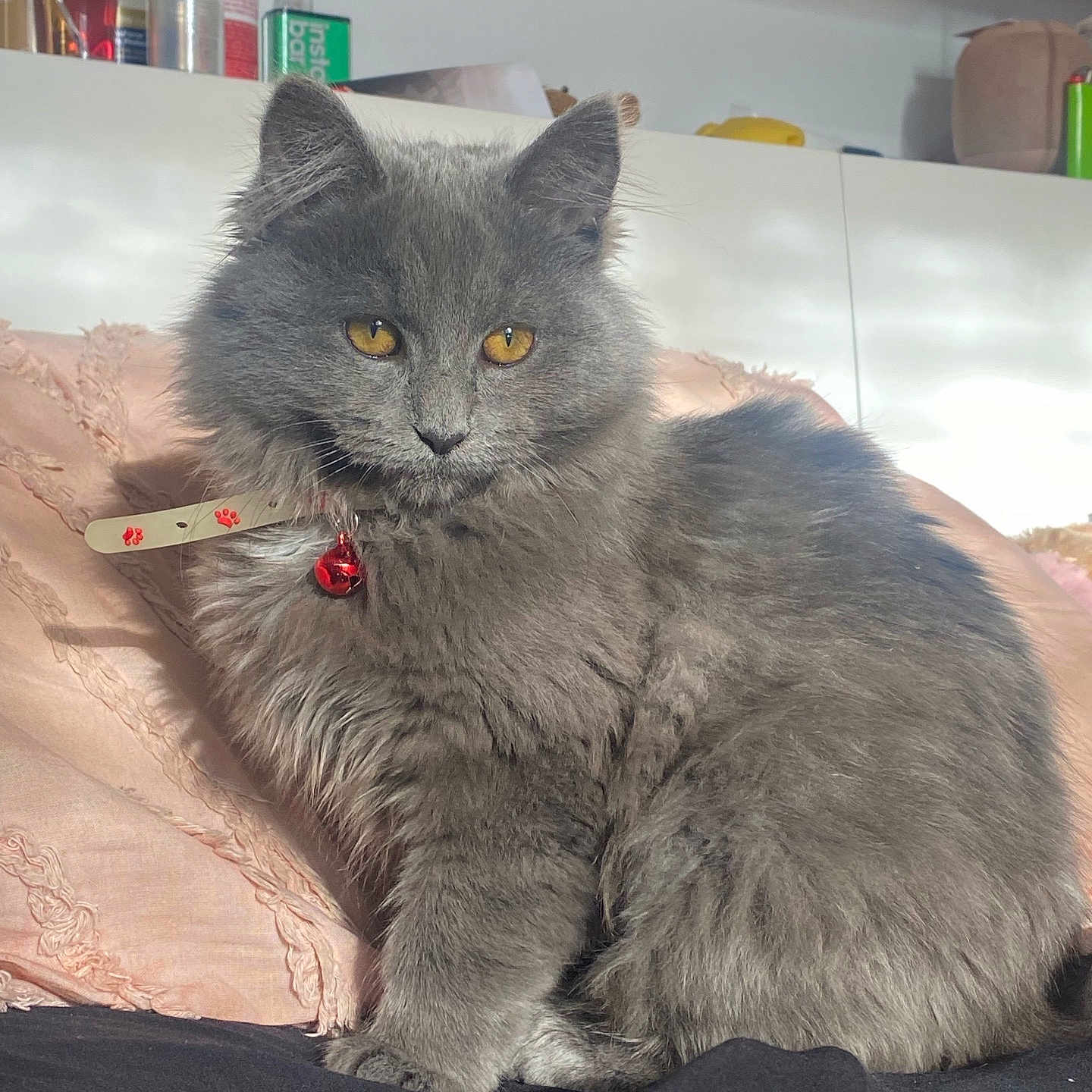 Pickles joined the competition — help win amazing prizes! abyssinian, angora, animal, architecture, building, cat, closet, couch, cupboard, cushion, furniture, homedecor, indoors, kitten, linen, livingroom, manx, pet, shelf, slate