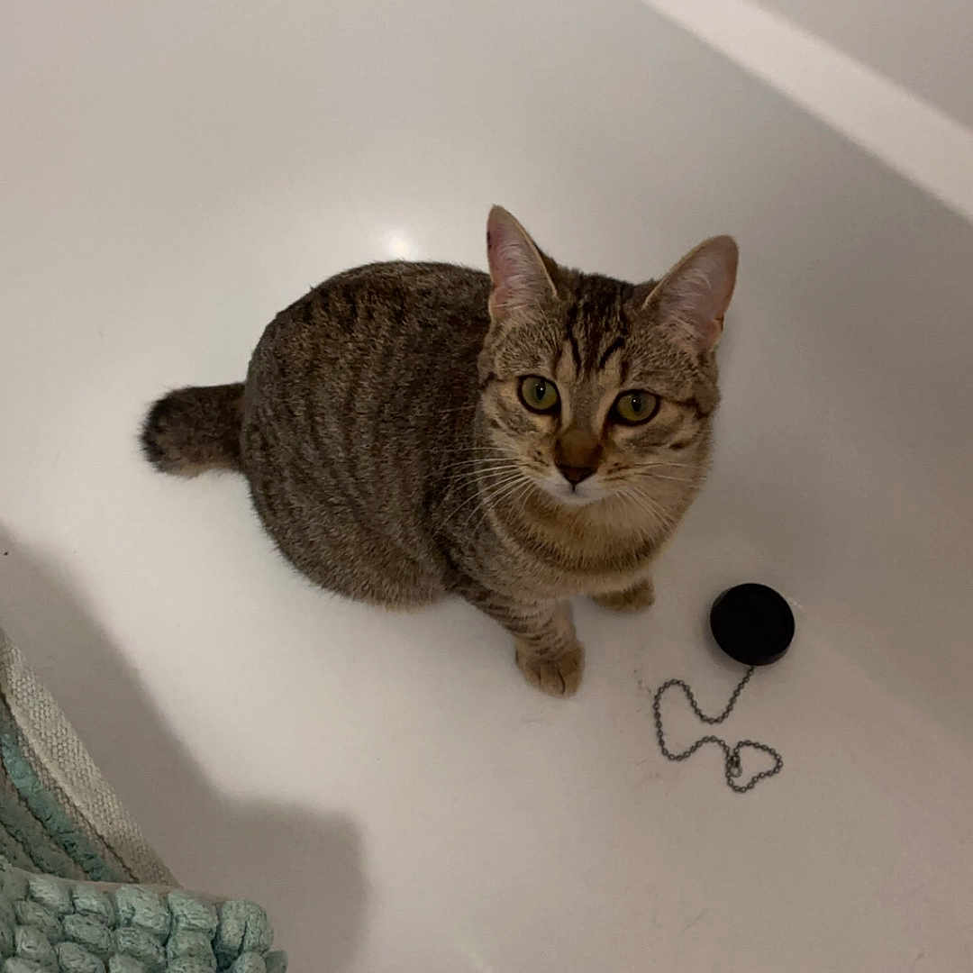 Chaussette participe au concours pour gagner de l'argent avec cette photo : abyssinian, animal, bathing, bathtub, cat, couch, face, furniture, hockey, icehockey, icehockeypuck, kitten, manx, person, pet, rink, sink, skating, sport, tub