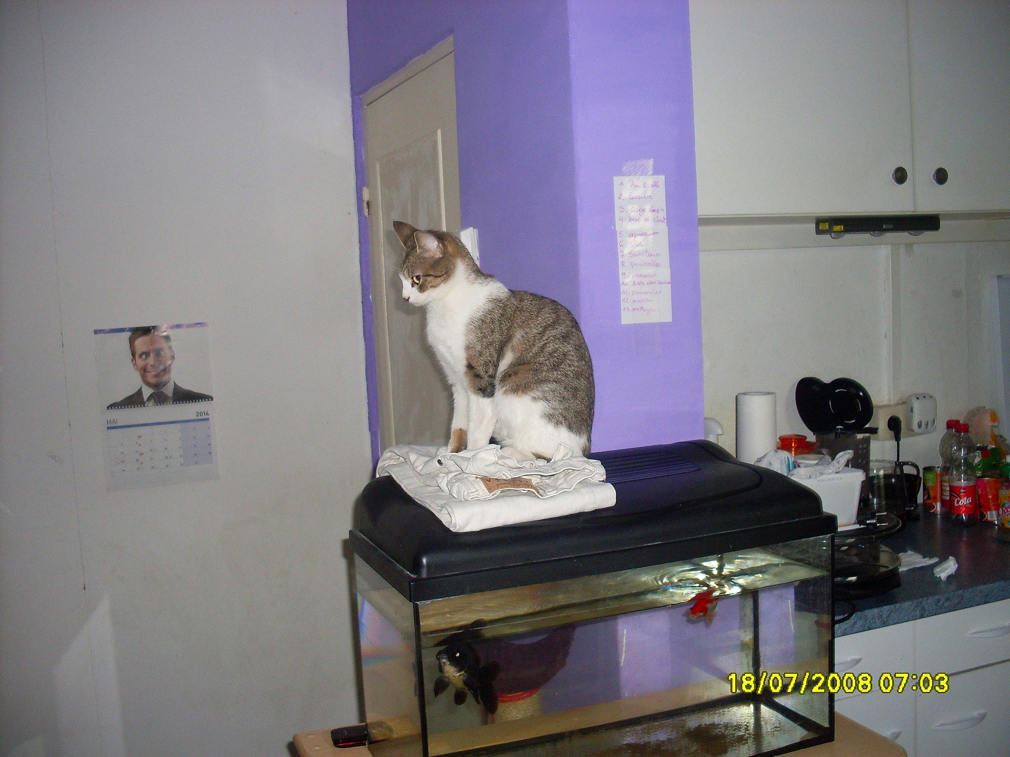 Xena participe au concours pour gagner de l'argent avec cette photo : carnivore, cat, domestic_short_haired_cat, european_shorthair, felidae, joy, person, small_to_medium_sized_cats, whiskers