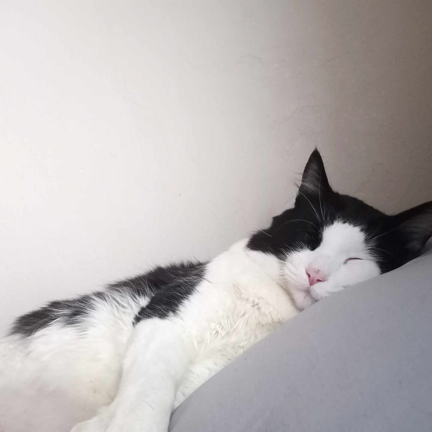 Miko