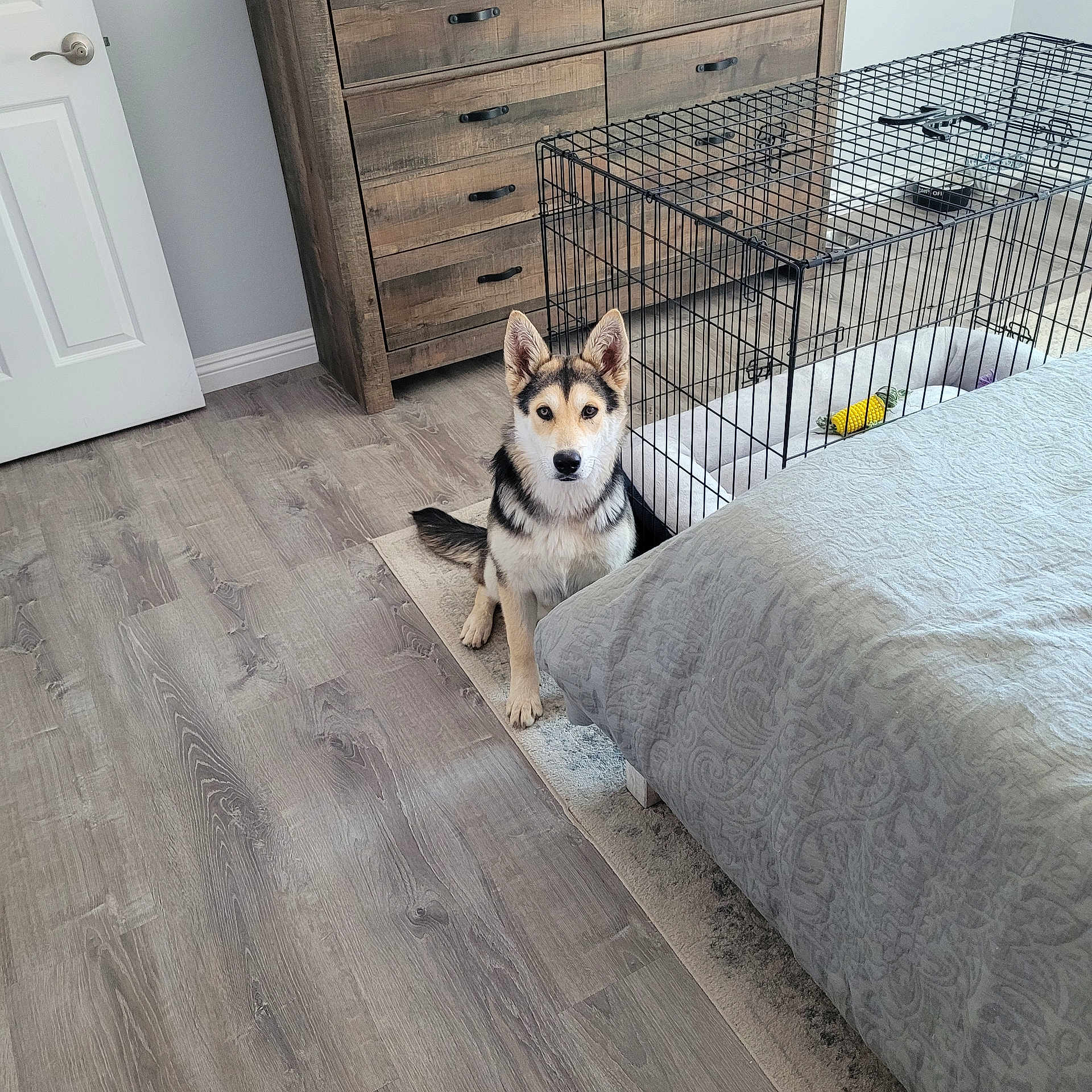 Lucy joined the competition — help win amazing prizes! animal, bed, cage, canine, den, dog, dogbed, doghouse, furniture, germanshepherd, hardwood, husky, indoors, interiordesign, kennel, pet, puppy, rabbit, stainedwood, wood