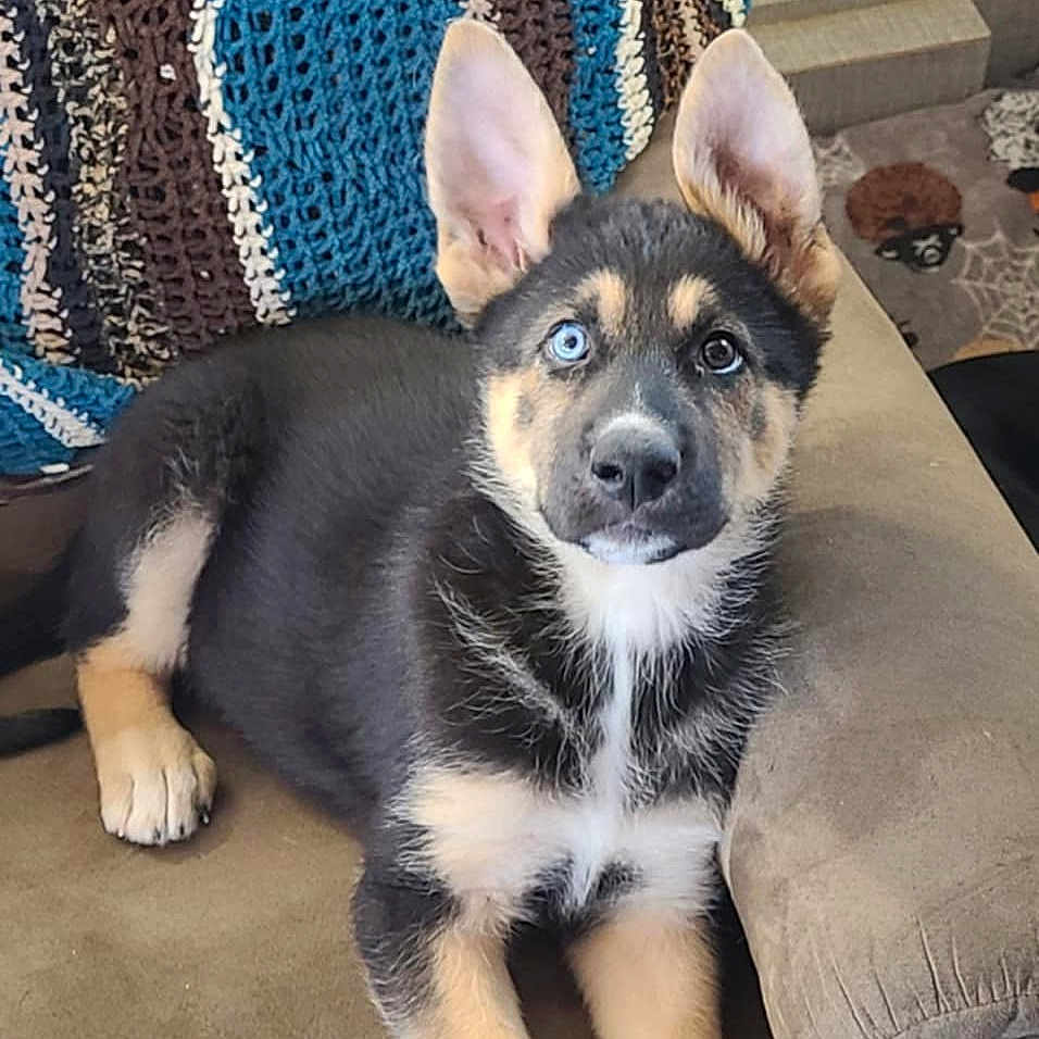 Molly